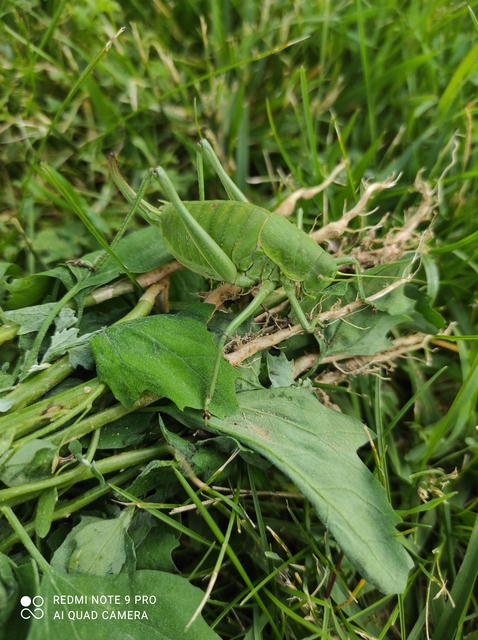 Polysarcus denticauda - fogasfarkú szöcske