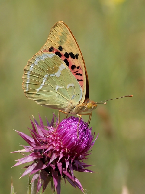 Argynnis pandora - zöldes gyöngyházlepke