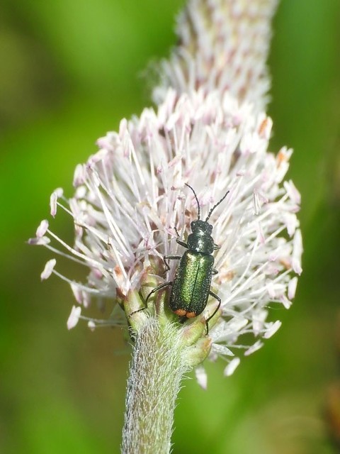 Malachius bipustulatus - kétfoltos bibircsesbogár