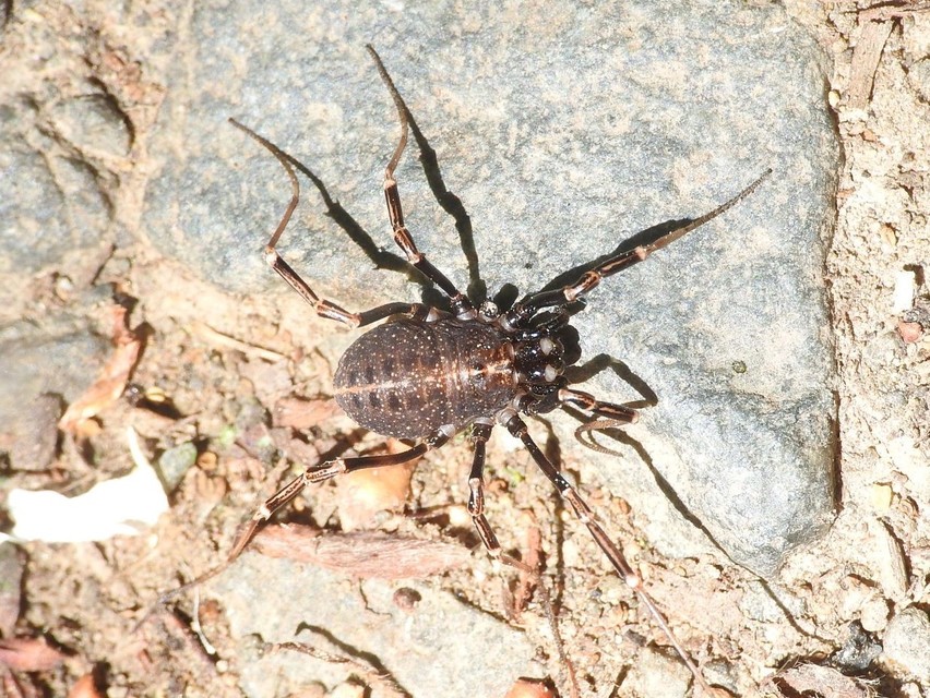Egaenus convexus