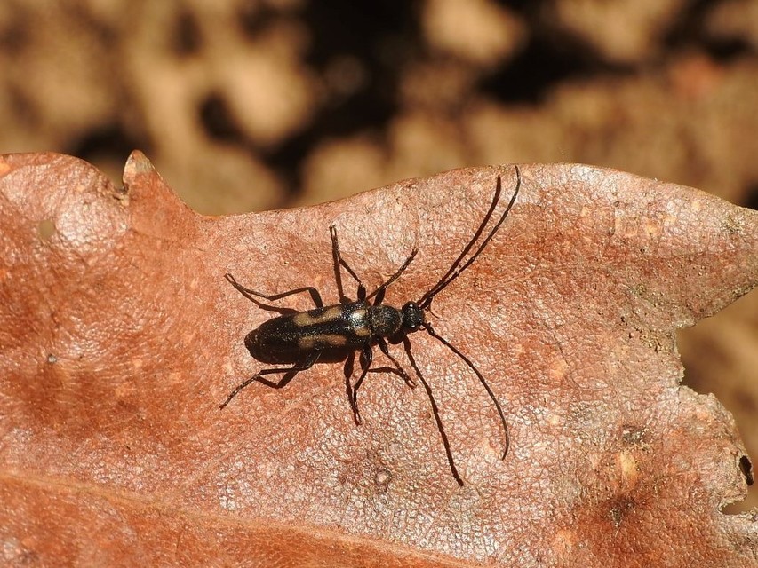 Anoplodera sexguttata - foltos virágcincér