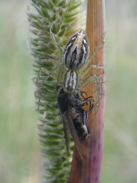 Oxyopes lineatus