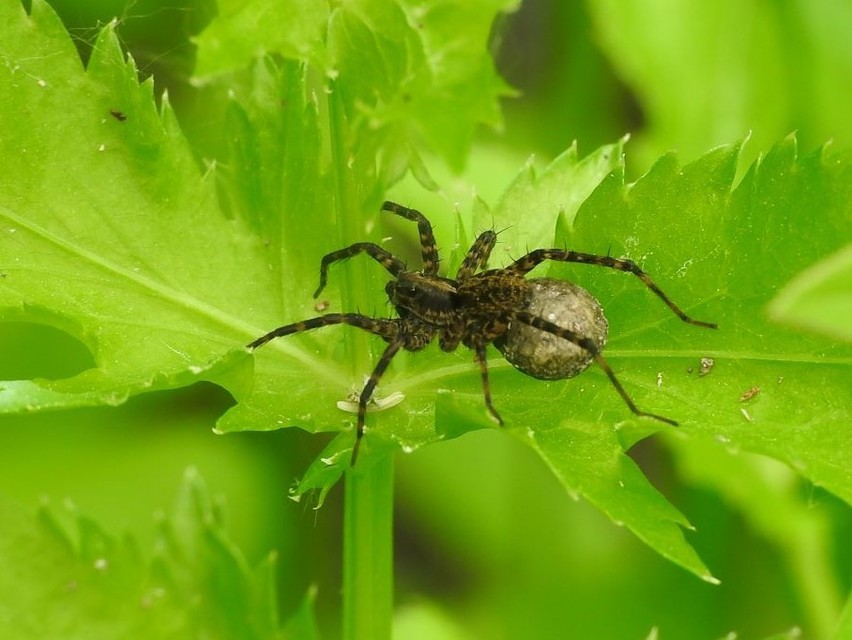 Pardosa