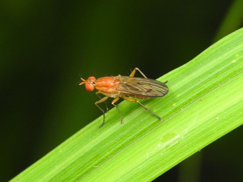 Tetanocera