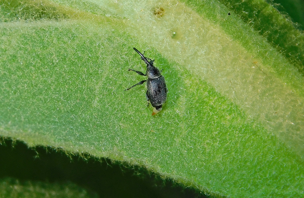 Rhinusa asellus - szőrcsillagos ökörfarkkóró-ormányos