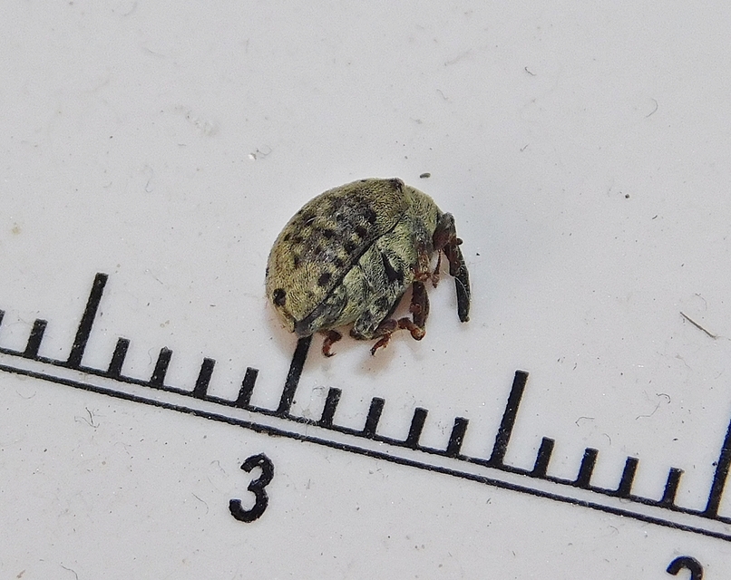 Cionus thapsus - kis ökörfarkkóró-gömbormányos