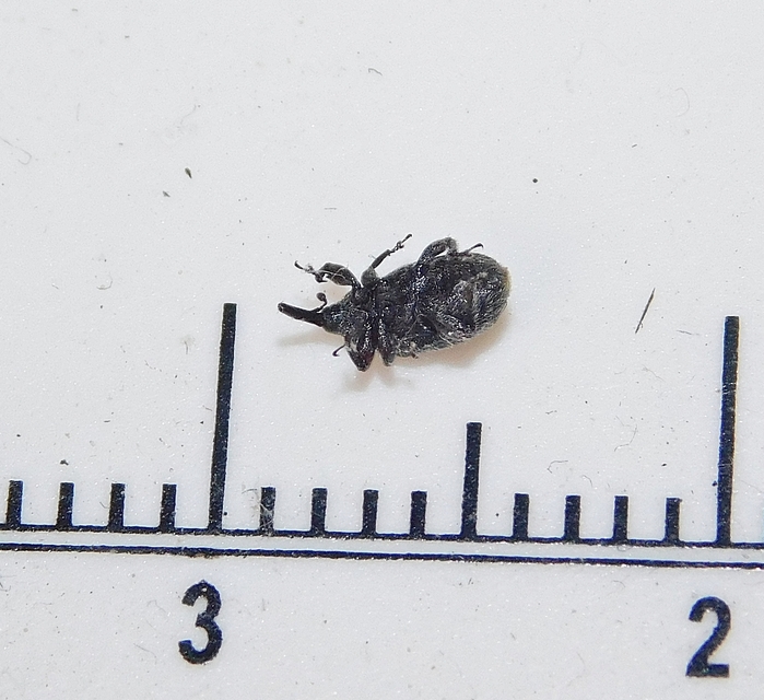 Rhinusa asellus - szőrcsillagos ökörfarkkóró-ormányos
