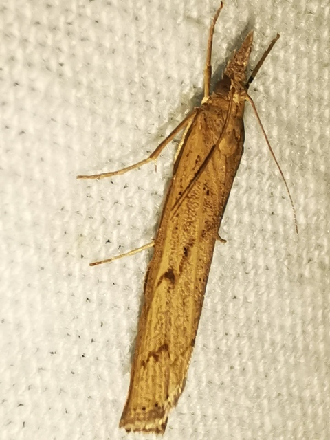 Pediasia contaminella - mocskos fűgyökérmoly