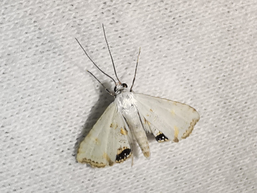Cataclysta lemnata - békalencsemoly