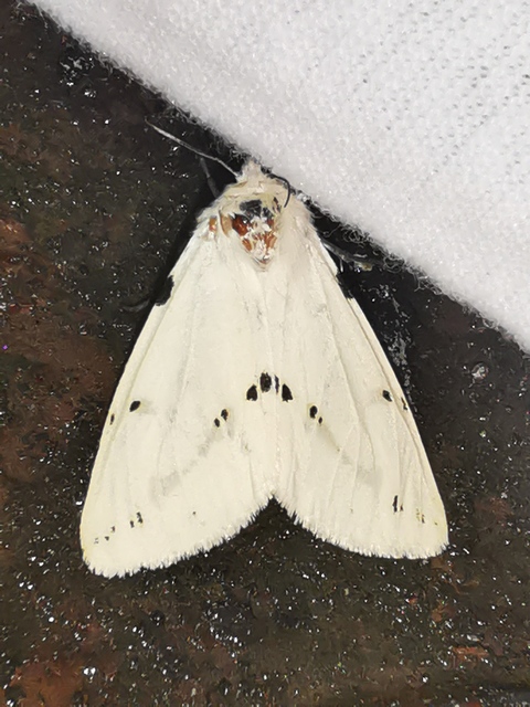 Spilarctia lutea - sárgás medvelepke