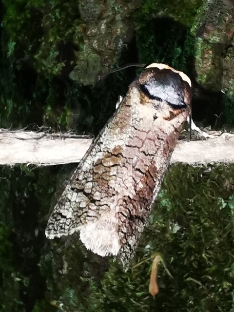 Cossus cossus - fűzfarontólepke