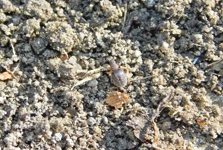 Brachysomus setiger - vastagcsápú gyepormányos Brachysomus setiger - vastagcsápú gyepormányos