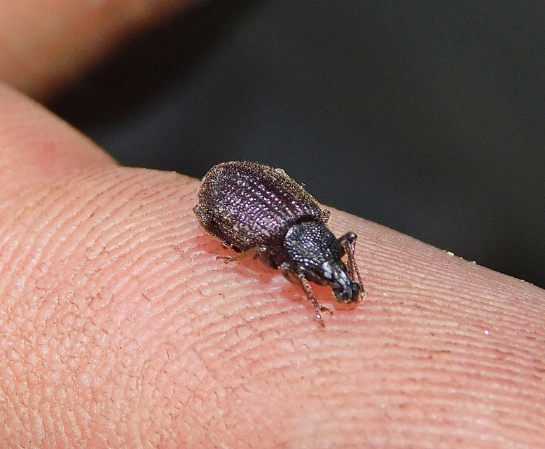 Otiorhynchus rugosostriatus - szamóca-gyalogormányos