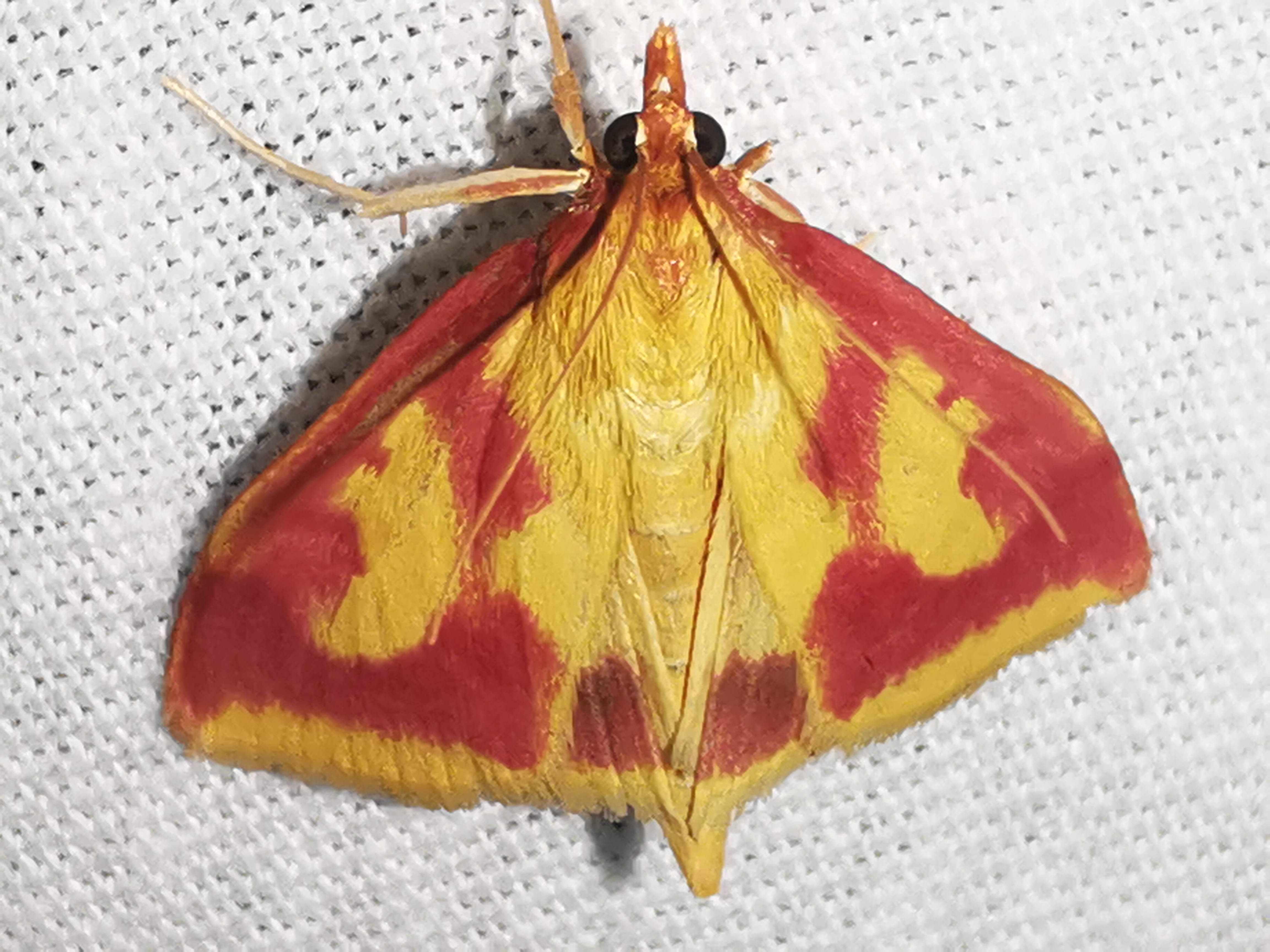 Ostrinia palustralis - mocsári tűzmoly
