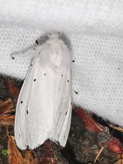 Spilosoma lubricipedum/urticae