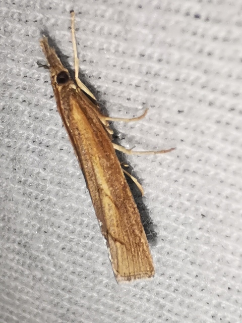 Pediasia contaminella - mocskos fűgyökérmoly