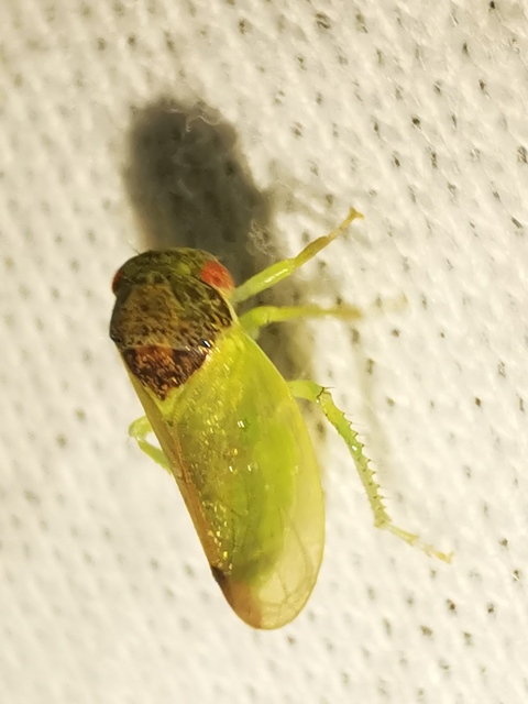 Iassus