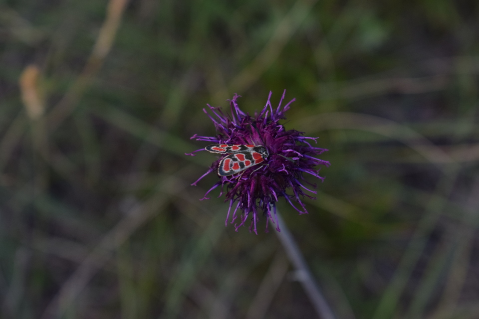 Zygaena carniolica - fehérgyűrűs csüngőlepke