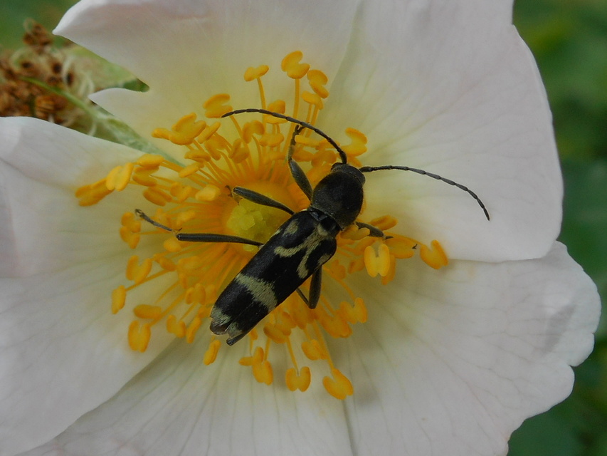 Chlorophorus figuratus - rajzos darázscincér