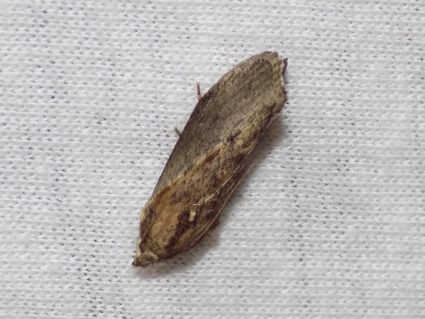 Galleria mellonella - nagy viaszmoly