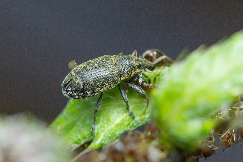 Larinus carlinae - foltos púderbarkó