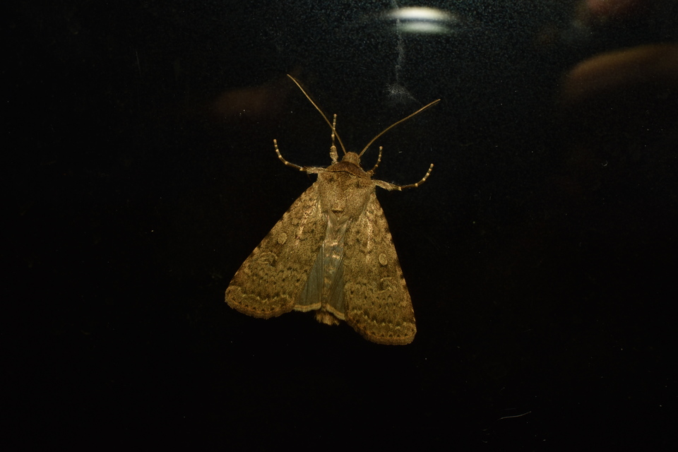 Rhyacia simulans - hamvas földibagoly