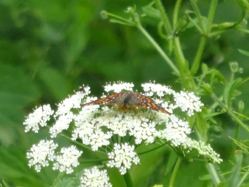 Euphydryas maturna - díszes tarkalepke