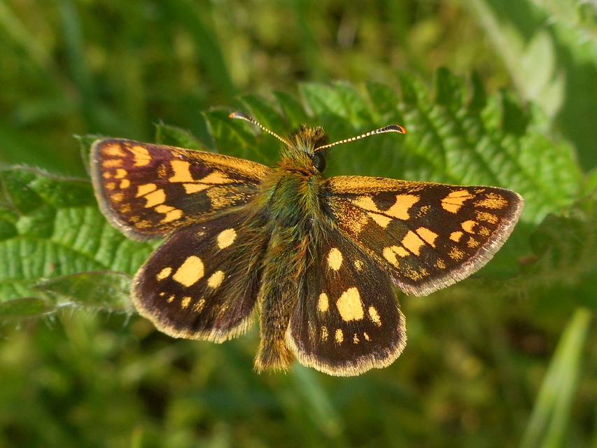 Carterocephalus palaemon - kockás busalepke