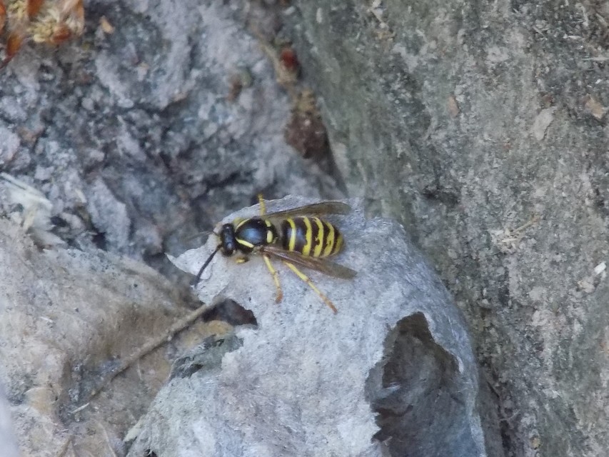 Vespula vulgaris - kecskedarázs