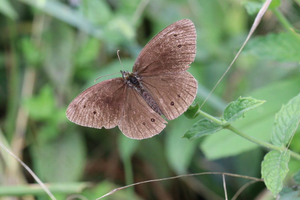 Aphantopus hyperanthus - közönséges ökörszemlepke