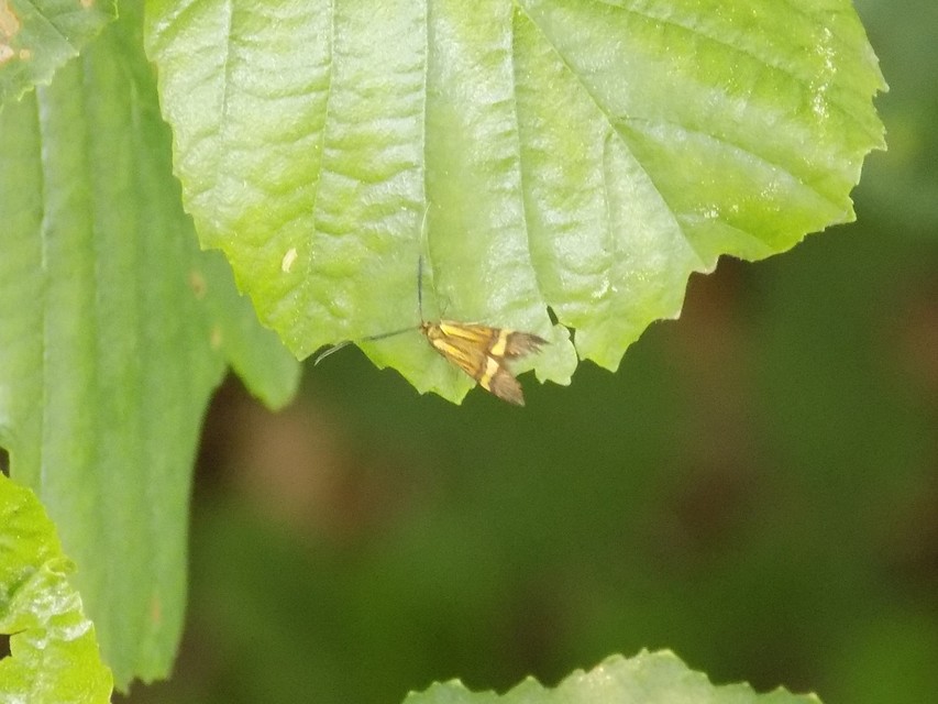 Nemophora degeerella - pompás tőrösmoly