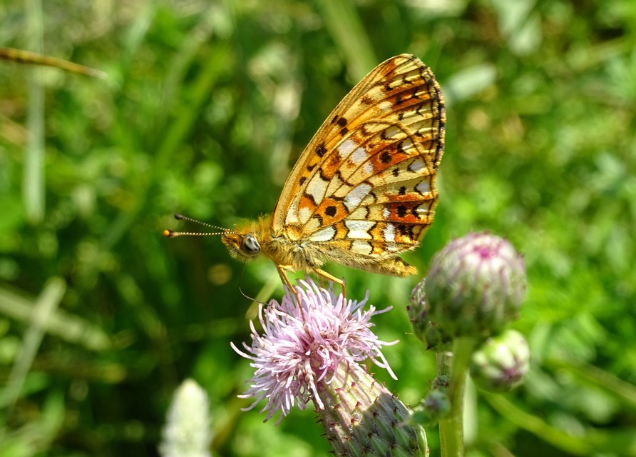 Boloria selene - fakó gyöngyházlepke