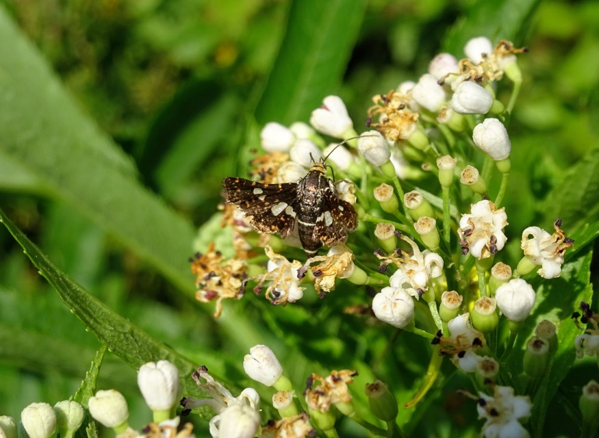 Thyris fenestrella - gyakori ablakosmoly