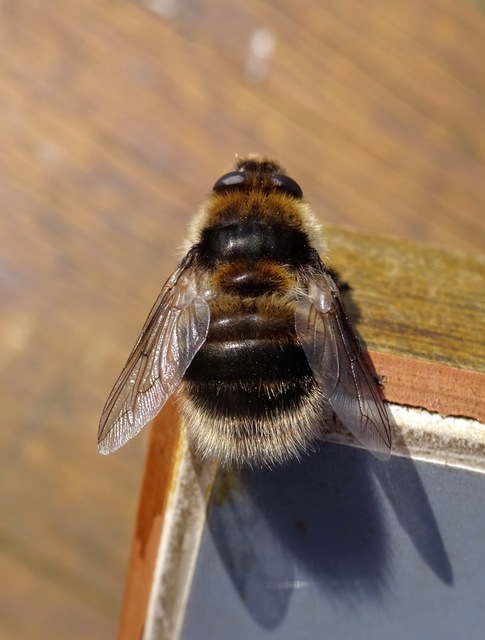 Cephenemyia auribarbis - szarvas-garatbagócs