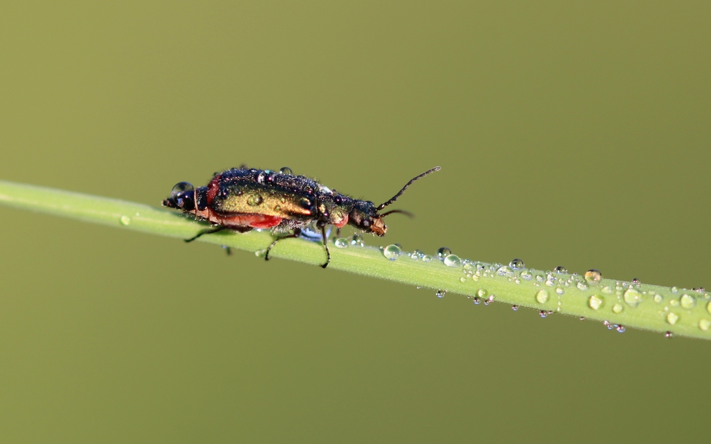 Malachius bipustulatus - kétfoltos bibircsesbogár