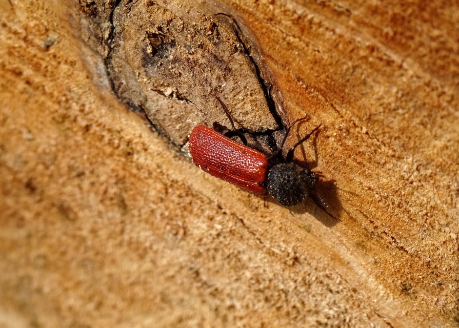 Bostrichus capucinus - piros csuklyásszú