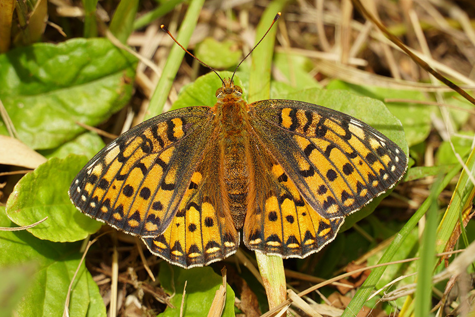 Argynnis aglaja - kerekfoltú gyöngyházlepke