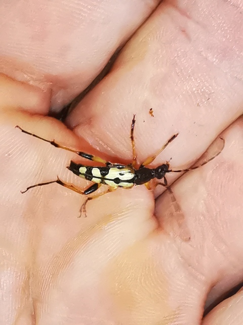 Rutpela maculata - tarkacsápú karcsúcincér