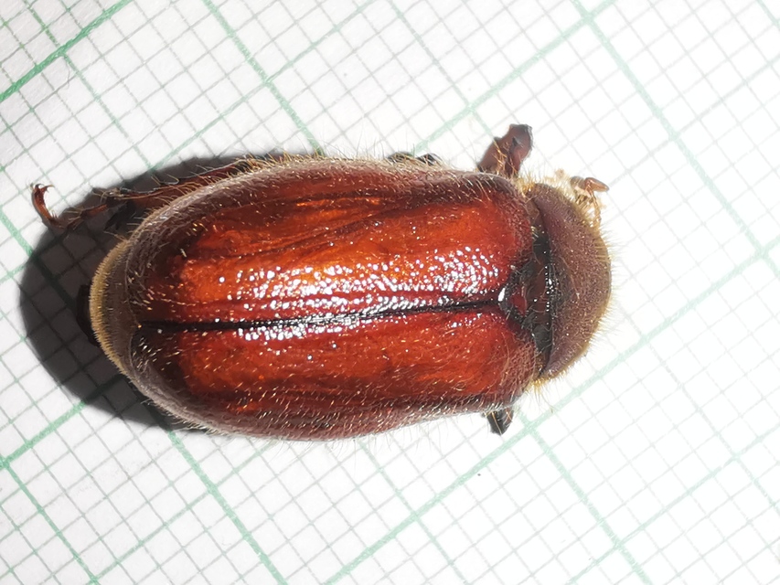 Holochelus vernus - tavaszi cserebogár