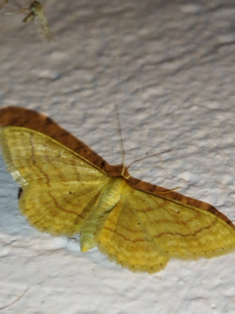 Idaea rufaria - vörhenyes sávosaraszoló