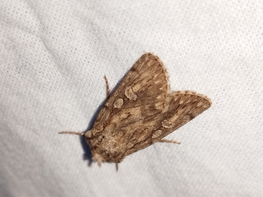 Dichagyris forcipula - szürkésbarna földibagoly