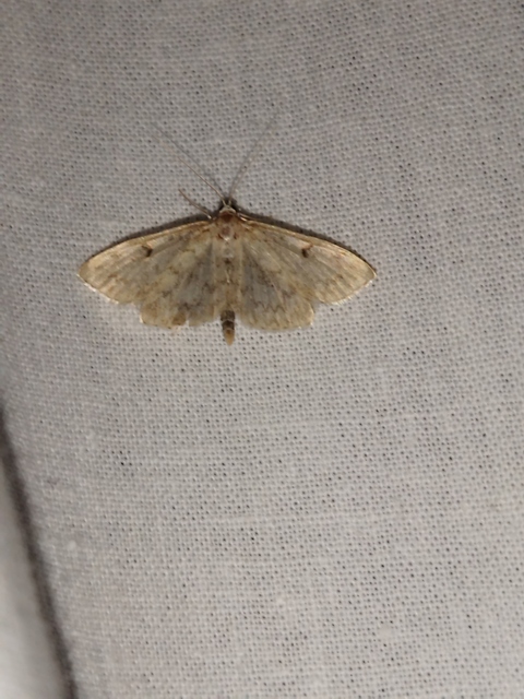 Anania perlucidalis - lápréti tűzmoly