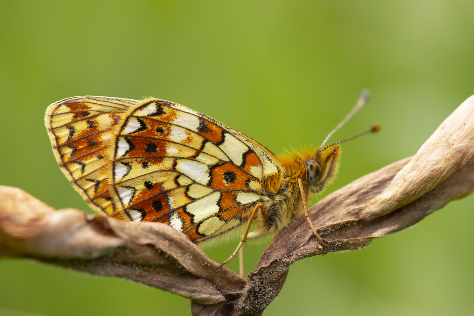 Boloria selene - fakó gyöngyházlepke
