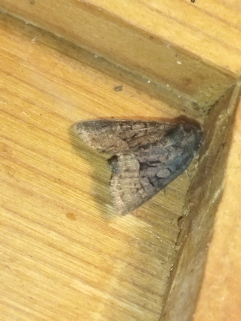 Oligia latruncula - fekete dudvabagoly