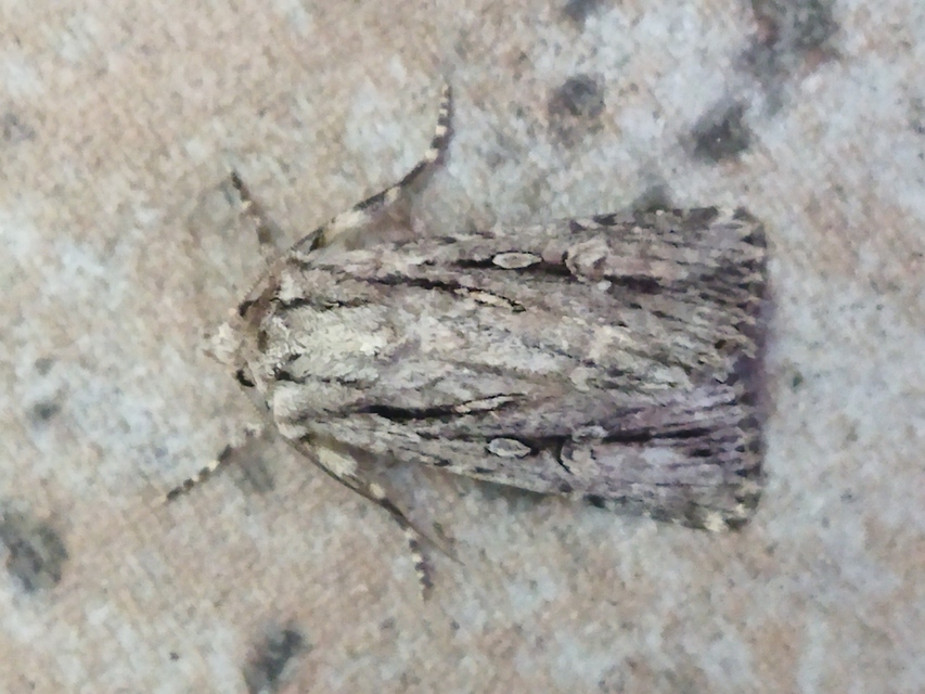 Dichagyris signifera - pompás földibagoly