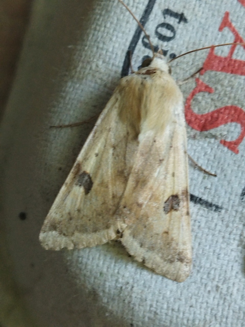 Heliothis peltigera - nagy veteménybagoly