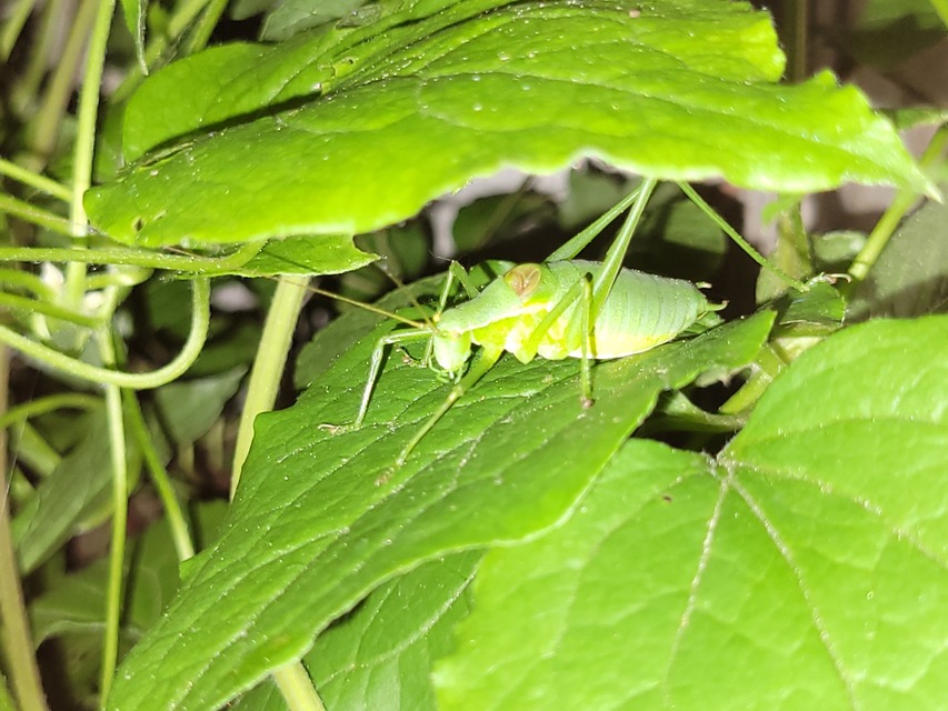 Isophya camptoxypha - kárpáti tarsza