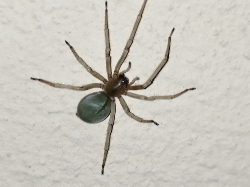Cheiracanthium