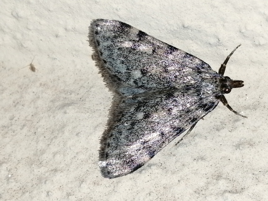Aglossa pinguinalis - zsiradékmoly