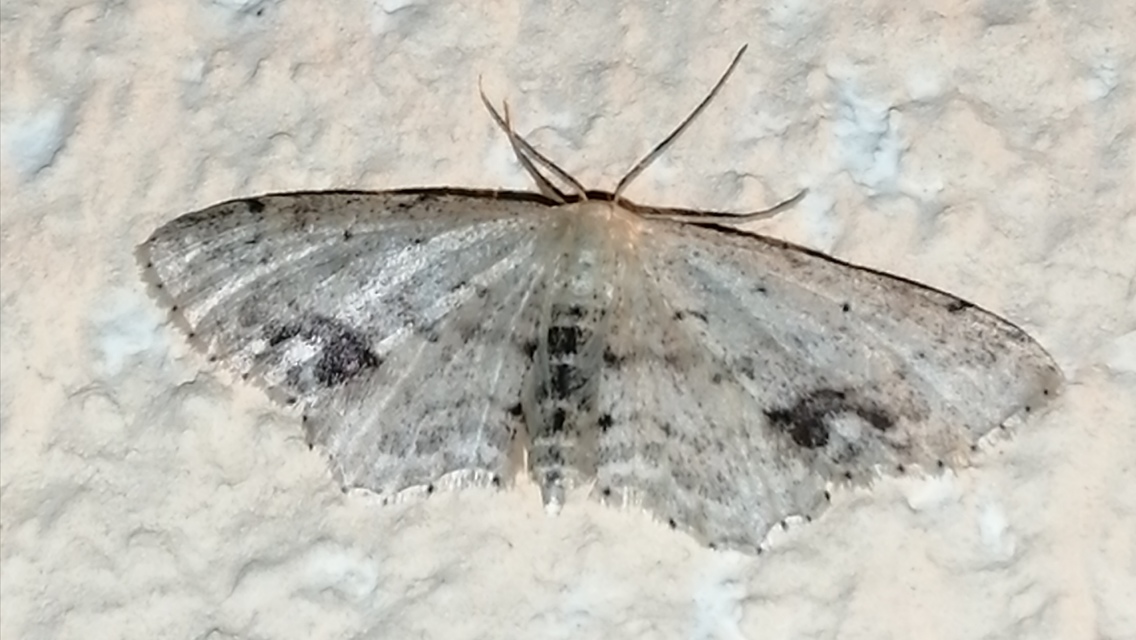 Idaea dimidiata - gyakori apróaraszoló
